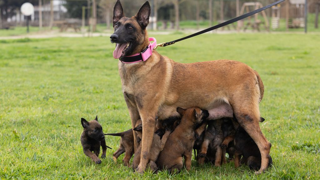 Pastor Belga Malinois com cachorros a mamar