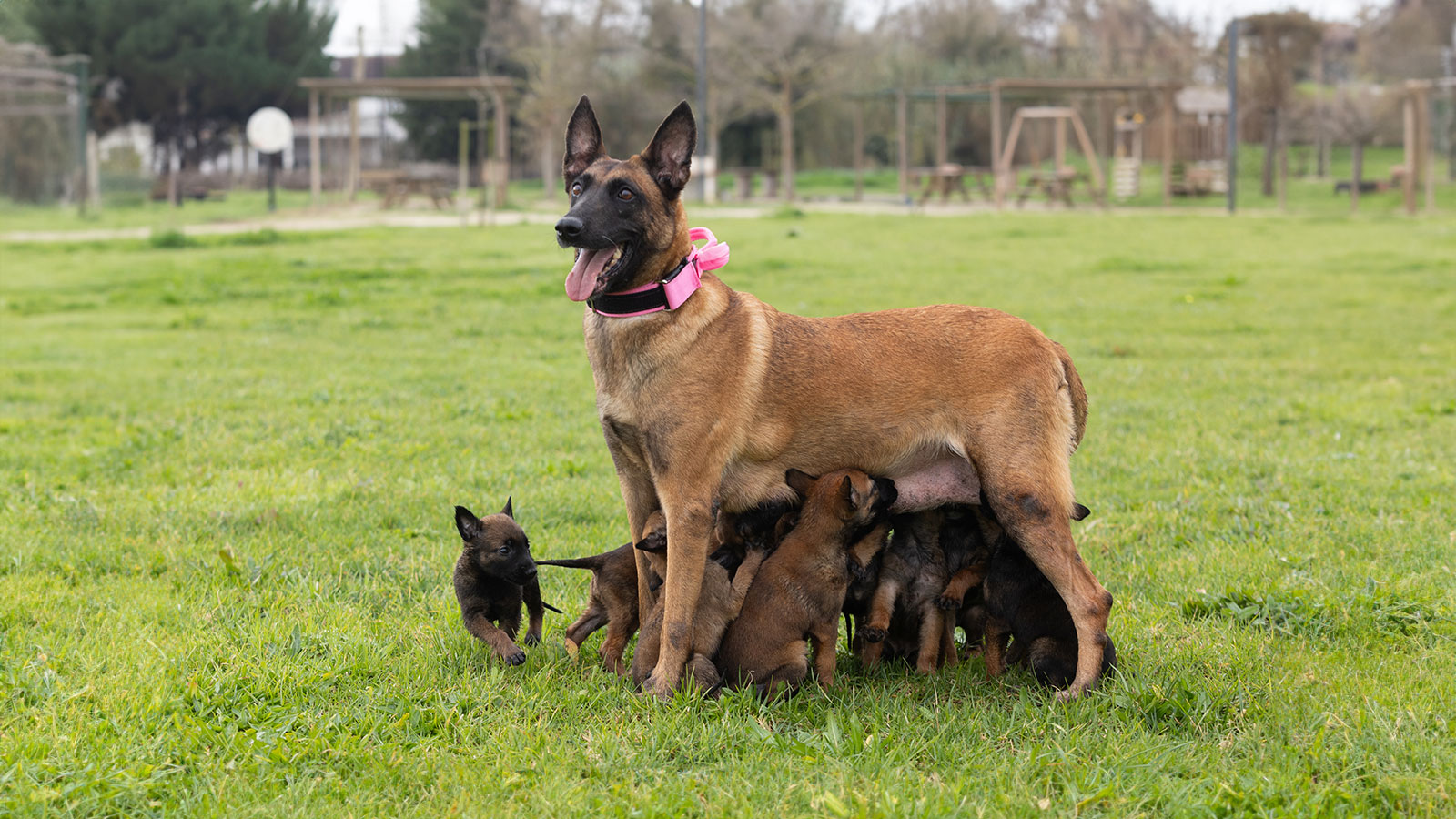 Pastor Belga Malinois com cachorros a mamar