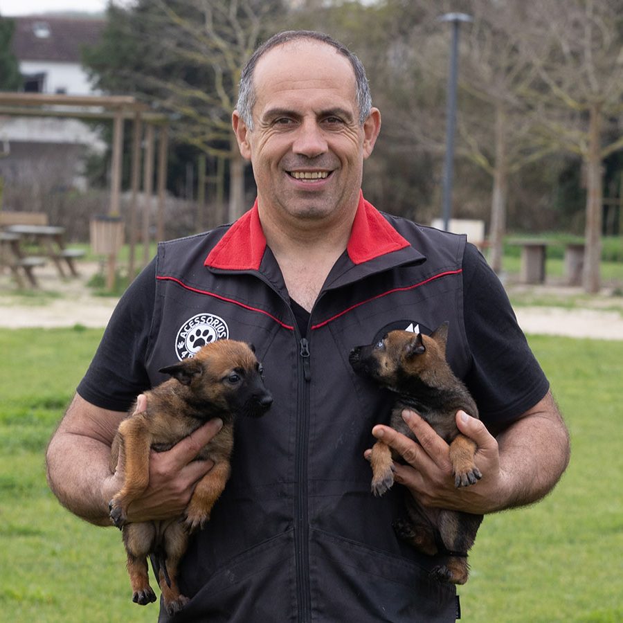 Cachorros Pastor Belga Malinois com treinador