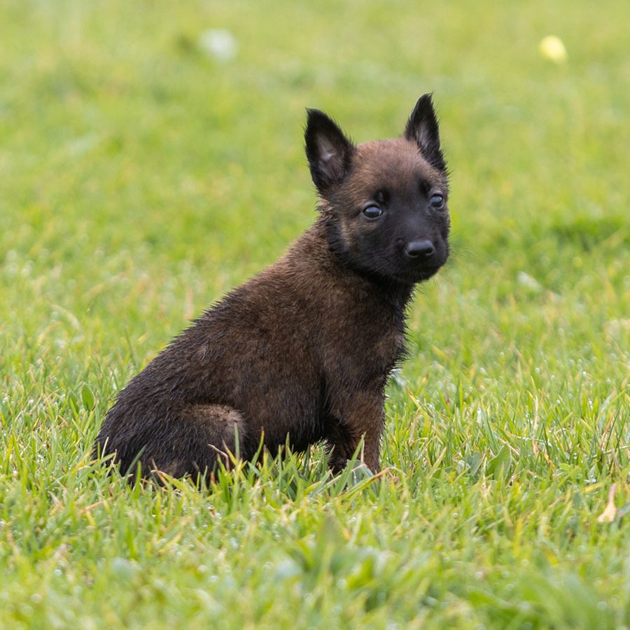Cachorro Pastor Belga Malinois